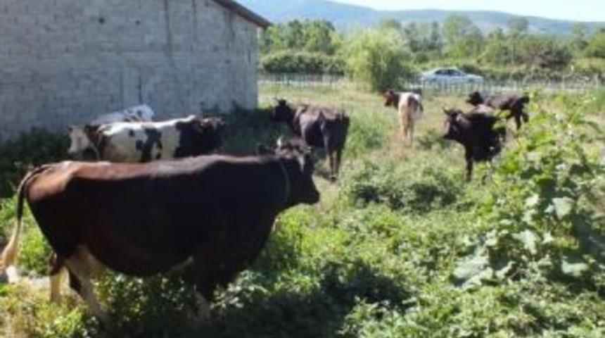 &Ccedil;aycuma&rsquo;da Başıboş Gezen Hayvan Sahiplerine Ceza