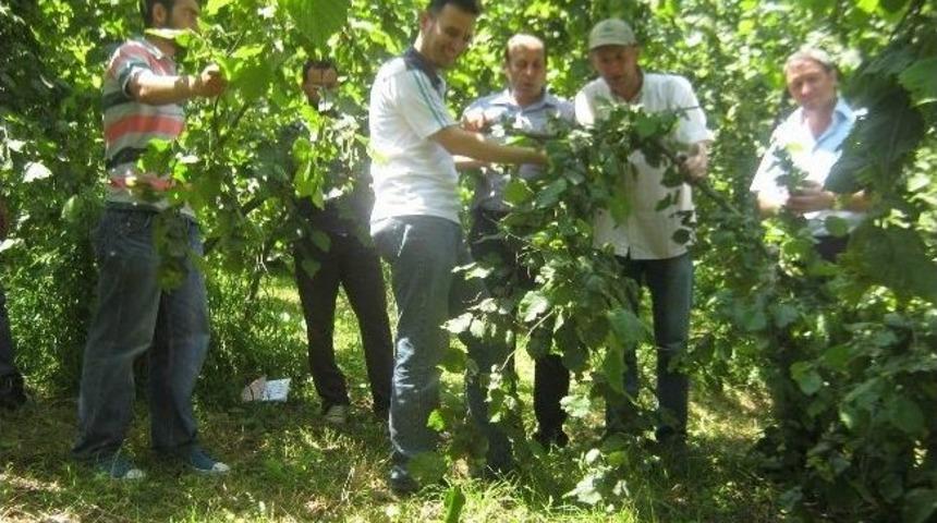 Trabzon İ&ccedil;in 2014 Yılı Tahmini Fındık Rekoltesi 30 Bin 299 Ton Olarak A&ccedil;ıklandı