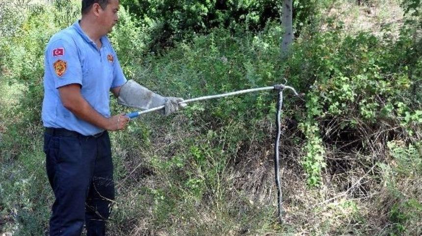 İşyerine Giren Yılanı Cankur Ekipleri &Ccedil;ıkarttı