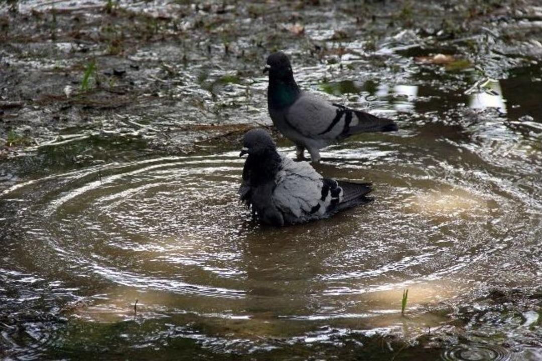 Adana'da Sıcaklar Bunaltıyor
