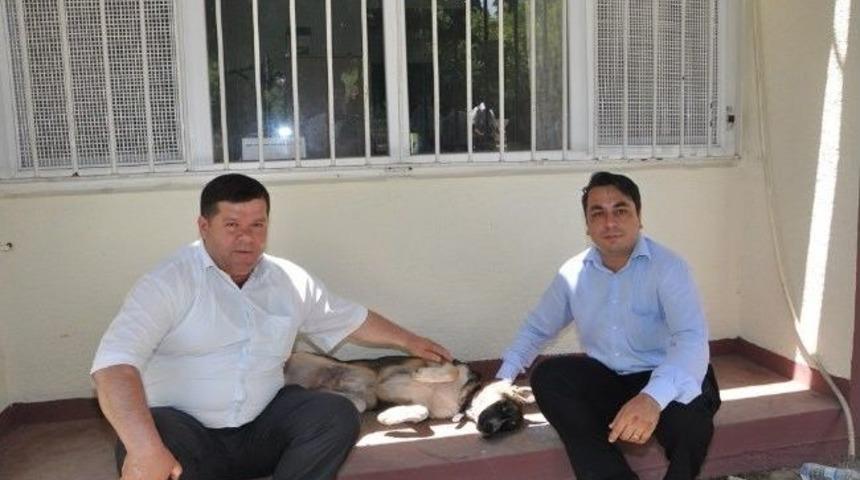 Sokak Hayvanları Saha &Ccedil;alışması