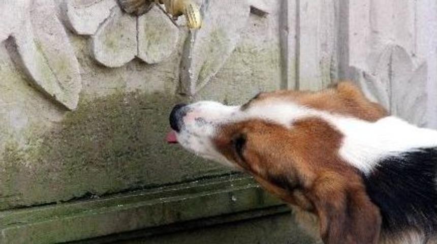 Sokak Hayvanları İ&ccedil;in Su &Ccedil;ağrısı