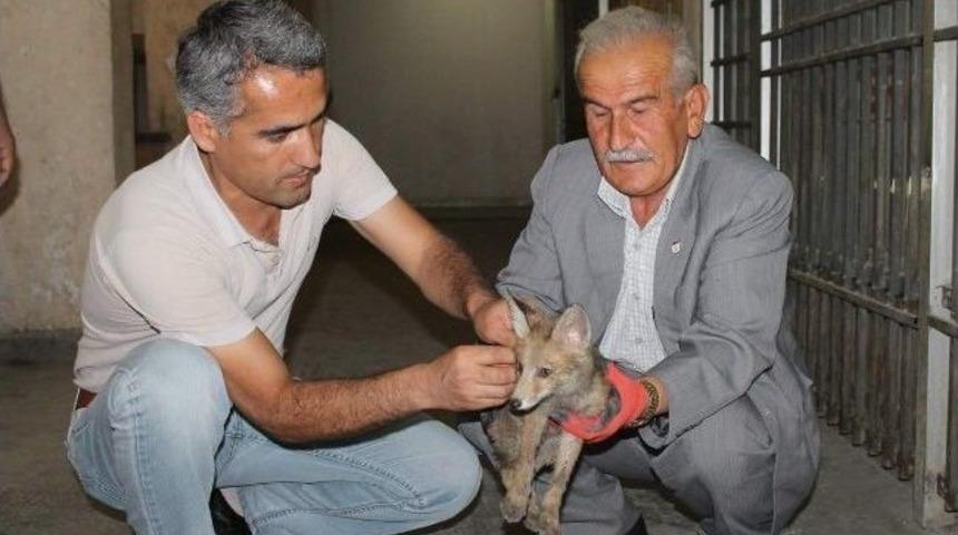 Siirt&rsquo;te Bulunan &Ccedil;akal Yavrusu Koruma Altına Alındı