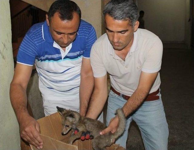 Siirt’te Bulunan Çakal Yavrusu Koruma Altına Alındı