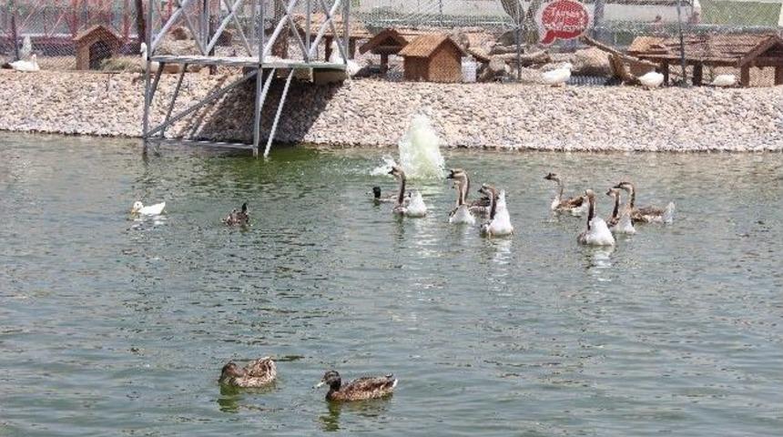 Hayvanat Bah&ccedil;esine 1 Milyon Ziyaret&ccedil;i