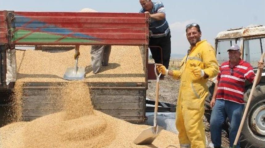 Buğdaydaki Verim &Ccedil;ift&ccedil;iyi Sevindirdi