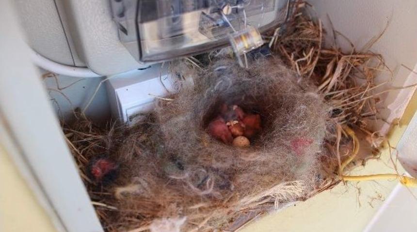 Elektrik Sayacı Panosunda İlgin&ccedil; Kırlangı&ccedil; Yuvası