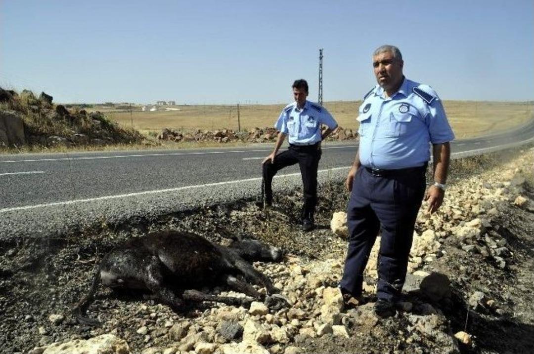 Aracın &Ccedil;arptığı Eşeğe Zabıtalar Sahip &Ccedil;ıktı