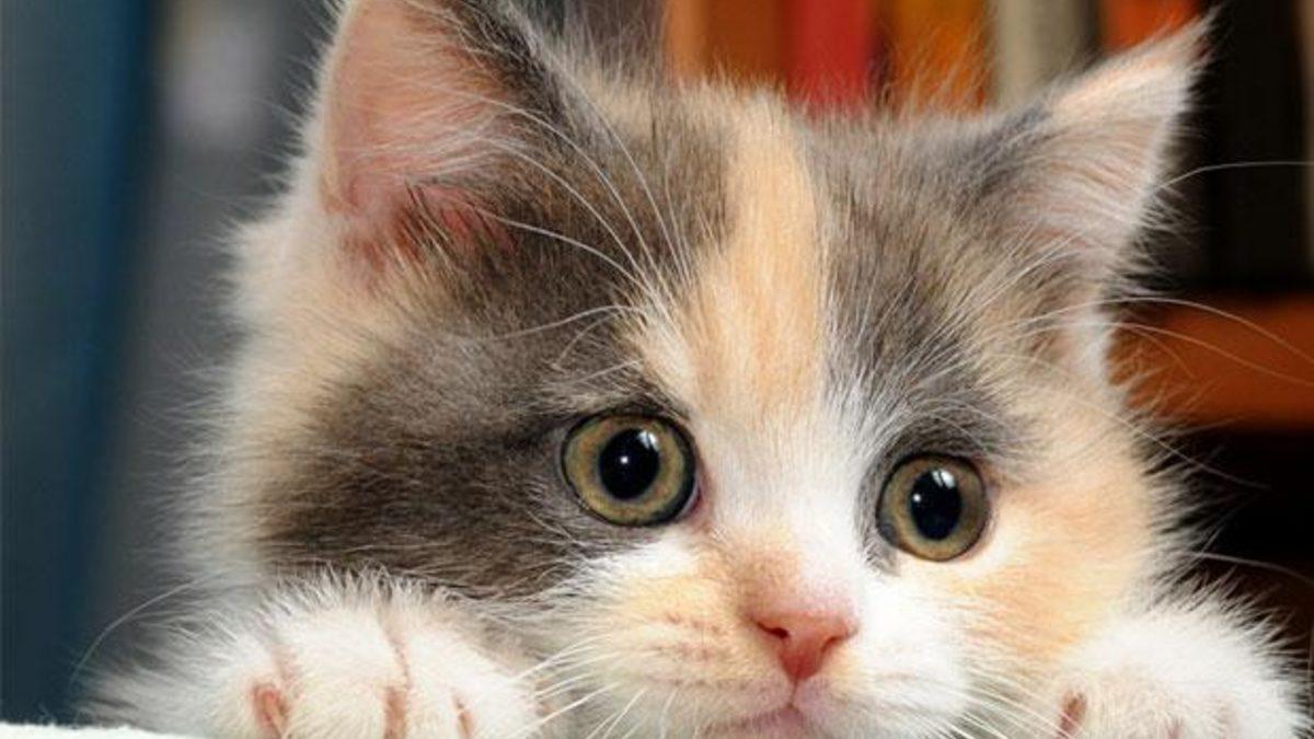 Kedi Isimleri Disi Ve Erkek Klasik Ve Modern Kedi Isimleri Yasam Haberleri