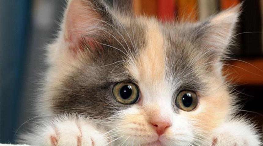 Kedi isimleri dişi ve erkek:  Klasik ve modern kedi isimleri