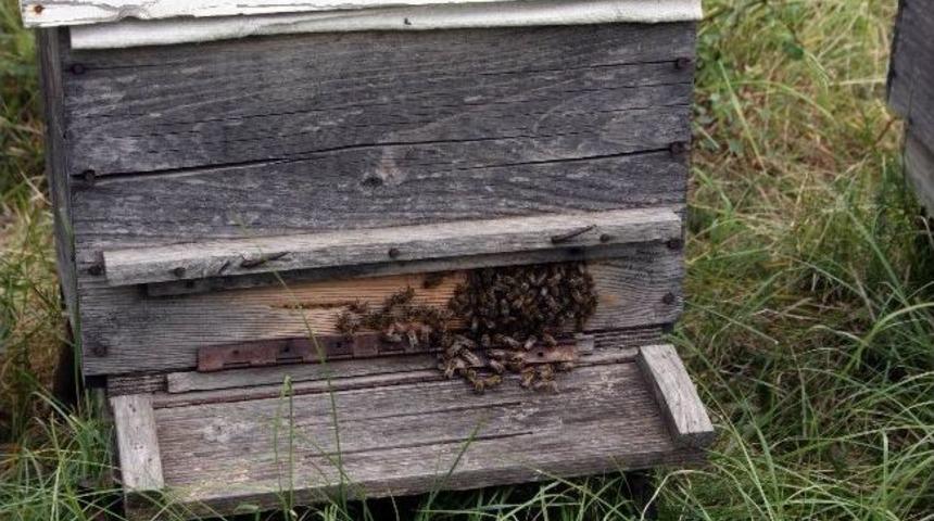 (&ouml;zel Haber) Ay&ccedil;i&ccedil;eğinde Kullanılan Tarım İla&ccedil;ları Arıları Yok Ediyor