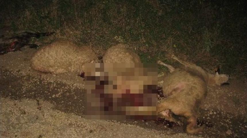 Otomobil Koyun S&uuml;r&uuml;s&uuml;ne Daldı, 10 Hayvan Telef Oldu