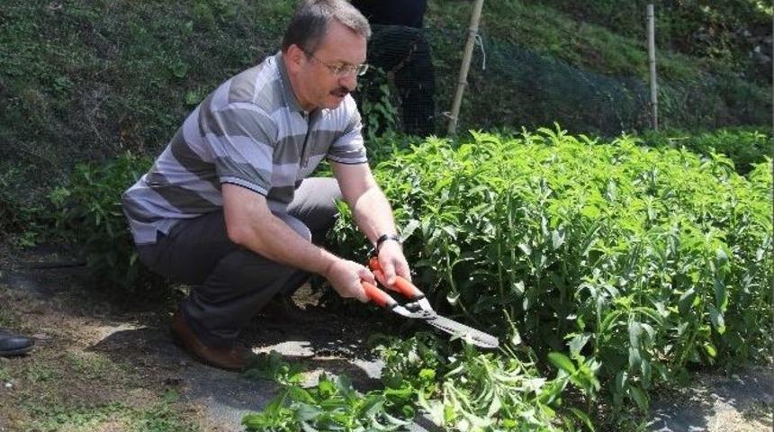Şekere Oranla 300 Kat Daha Fazla Tatlandırıyor Ama Kalorisi Yok
