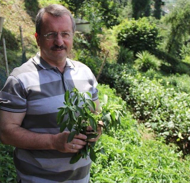 Şekere Oranla 300 Kat Daha Fazla Tatlandırıyor Ama Kalorisi Yok