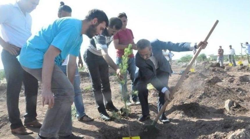 Sivas'ta &Ouml;len 33 Kişi İ&ccedil;in Diyarbakır'da 33 Fidan Dikildi