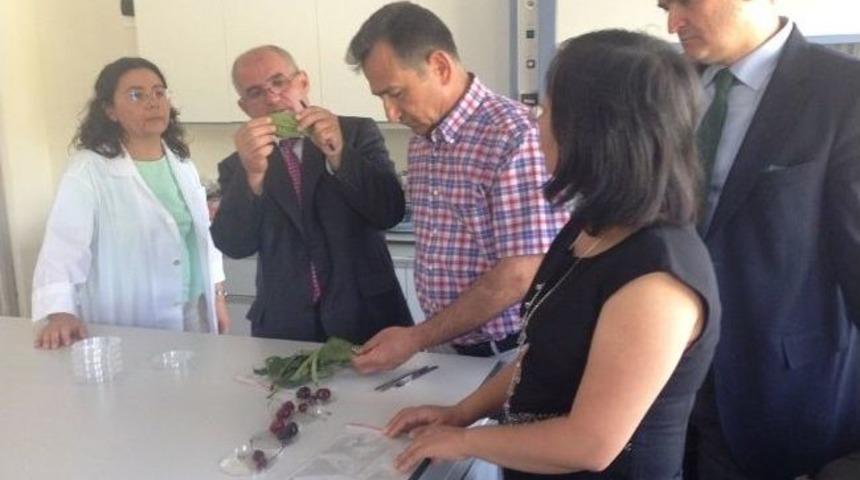 &Ccedil;inlilere Bursa&rsquo;dan Kiraz Satacağız