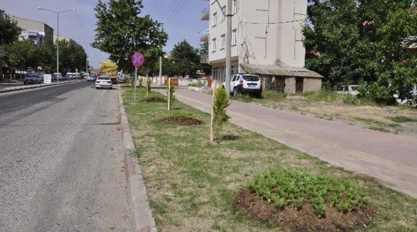 Muratlı Ağa&ccedil;landırılıyor