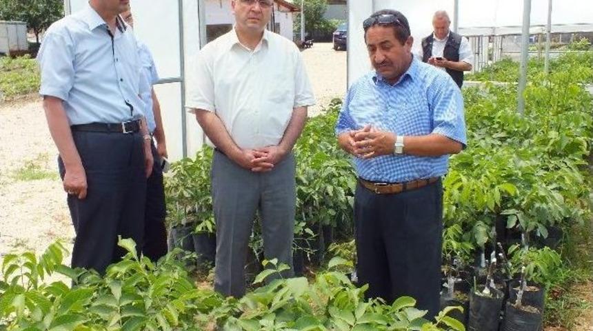Niksar'da Sera Ve İşletmeler Gezilerek İncelendi