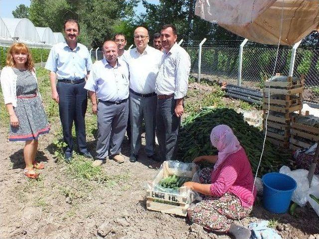 Niksar'da Sera Ve İşletmeler Gezilerek İncelendi