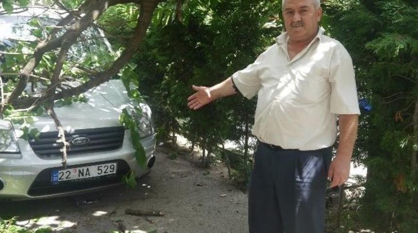 Ağacın G&ouml;vdesi Park Halindeki Ara&ccedil;ların &Uuml;zerine D&uuml;şt&uuml;