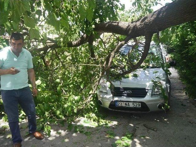 Ağacın Gövdesi Park Halindeki Araçların Üzerine Düştü