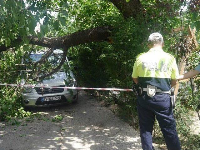 Ağacın Gövdesi Park Halindeki Araçların Üzerine Düştü