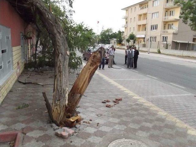 Malatya’da Şiddetli Rüzgar Ağaçları Kökünden Söktü