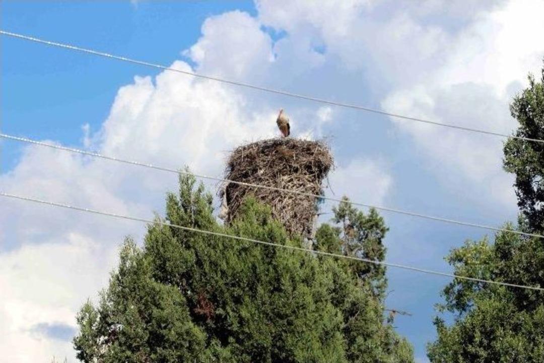 (&ouml;zel Haber) Leylekler Vadisi&rsquo;nde Yavrular &Ouml;lmesin