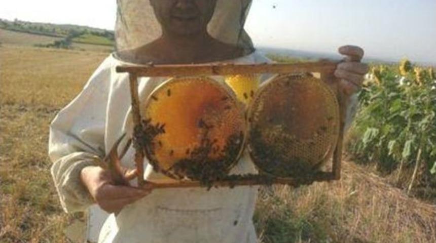 Bal &Uuml;retimi Tehlikede