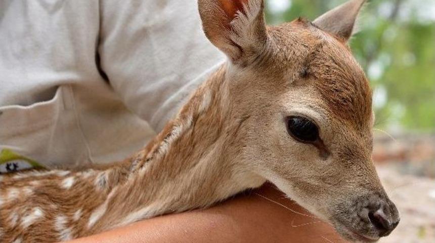 İzmir&rsquo;in İlk Alageyiği Bambi