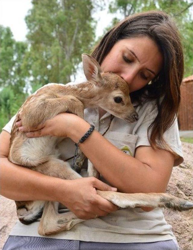 İzmir’in İlk Alageyiği Bambi