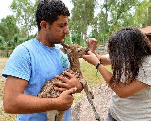 İzmir’in İlk Alageyiği Bambi