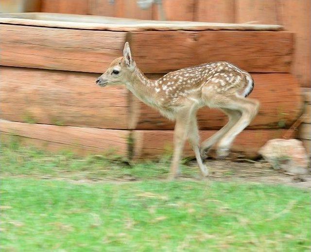 İzmir’in İlk Alageyiği Bambi