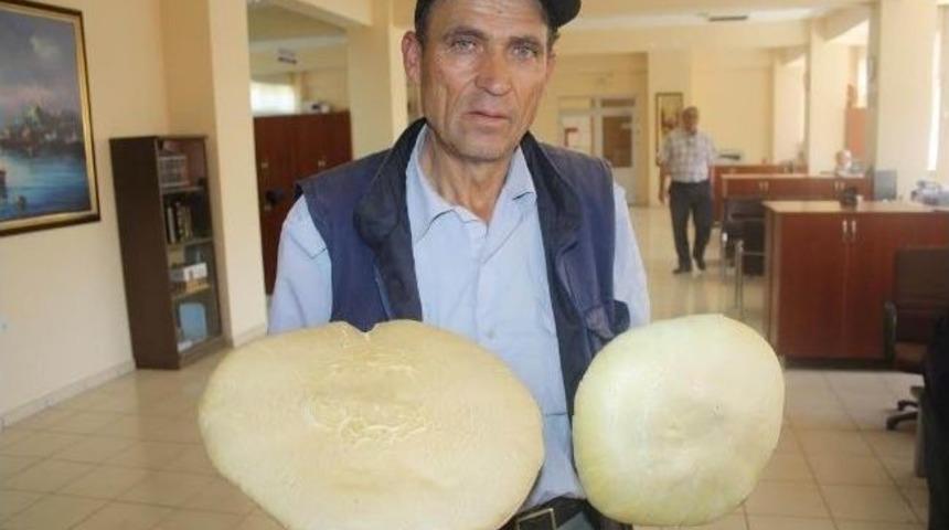 Dağda Bulunan Dev Mantarlar Hayrete D&uuml;ş&uuml;rd&uuml;