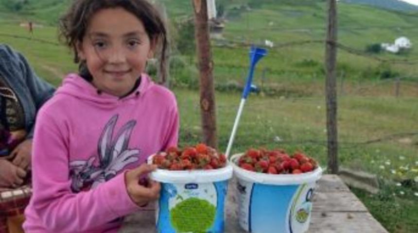 Çilek, Çiftçinin Yeni Gözdesi Oldu