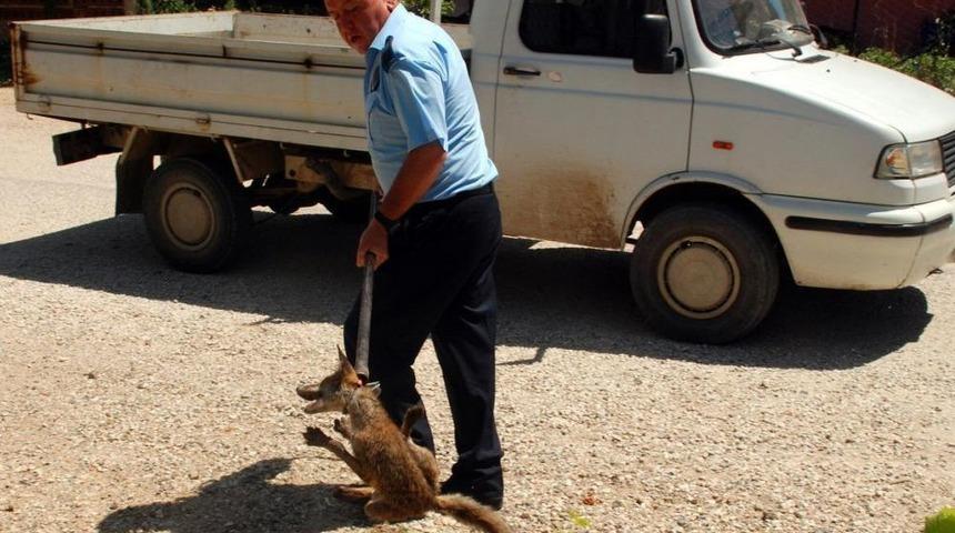 &Ccedil;anakkale'de Il&ccedil;e Merkezine Inen Tilki Yakalandı
