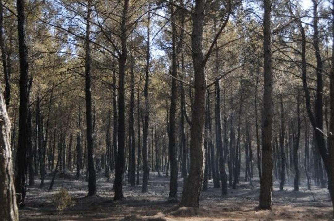 Adrasan&rsquo;da Yangının Ardından