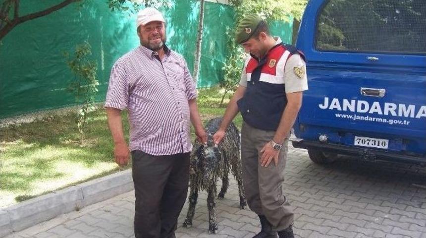 &Ccedil;amura Saplanan Ke&ccedil;iyi &Ouml;ğrenciler Kurtardı