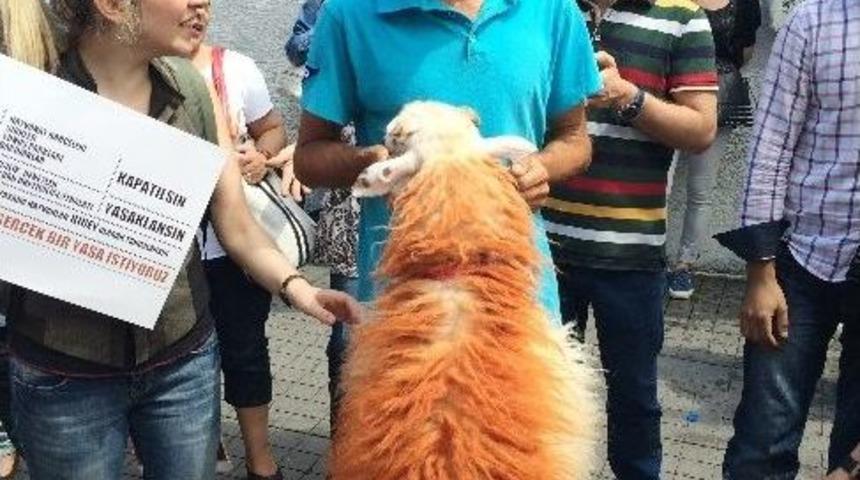 Hayvanseverler, Yeni Tasarıyı Protesto Etti