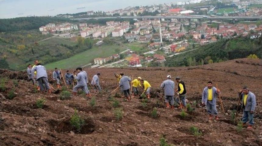 B&uuml;y&uuml;kşehir Ağa&ccedil;landırmaya Devam Ediyor