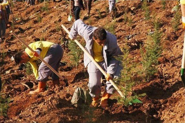 Büyükşehir Ağaçlandırmaya Devam Ediyor