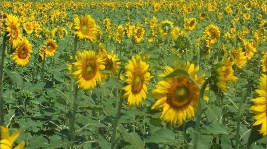 Ay&ccedil;i&ccedil;eklerde Arıların Bal Mesaisi Başladı