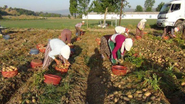 Demirci'de Patates Hasadı