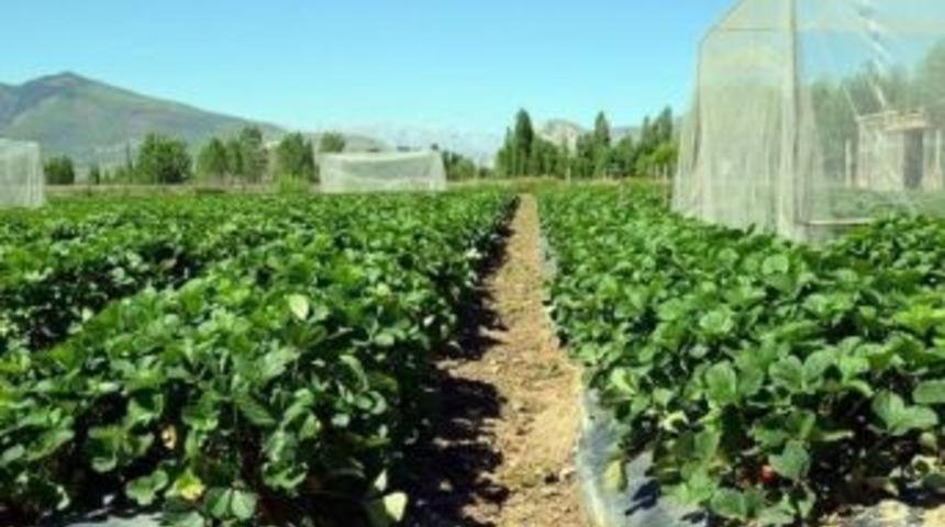 Erzincan&rsquo;da Organik &Ccedil;ilek &Uuml;retiminde Bal Arıları Kullanılıyor