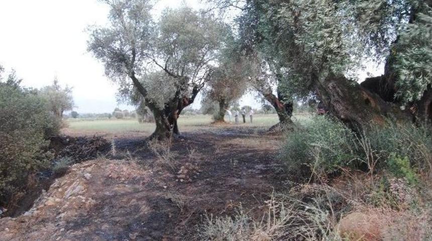 Yola Atılan İzmarit Yangına Neden Oldu