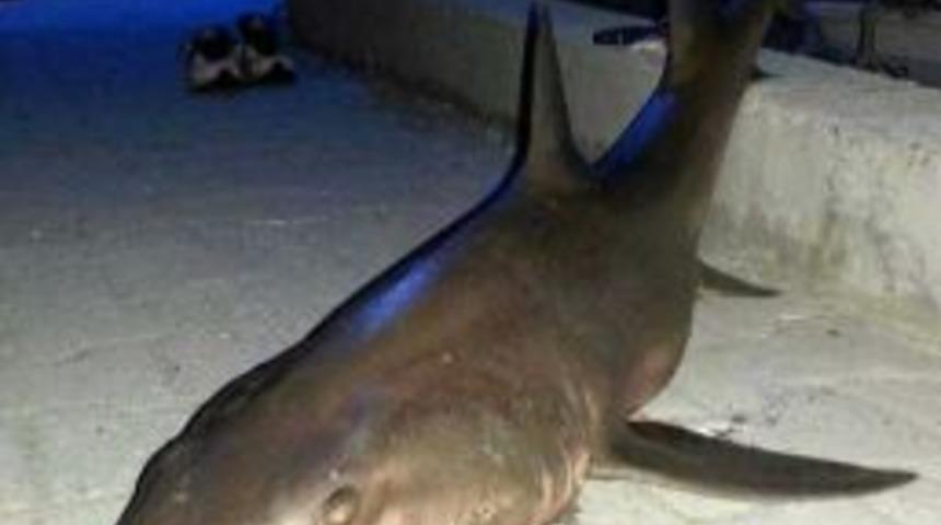 İki Metre Boyundaki K&ouml;pek Balığı Sahile Vurdu