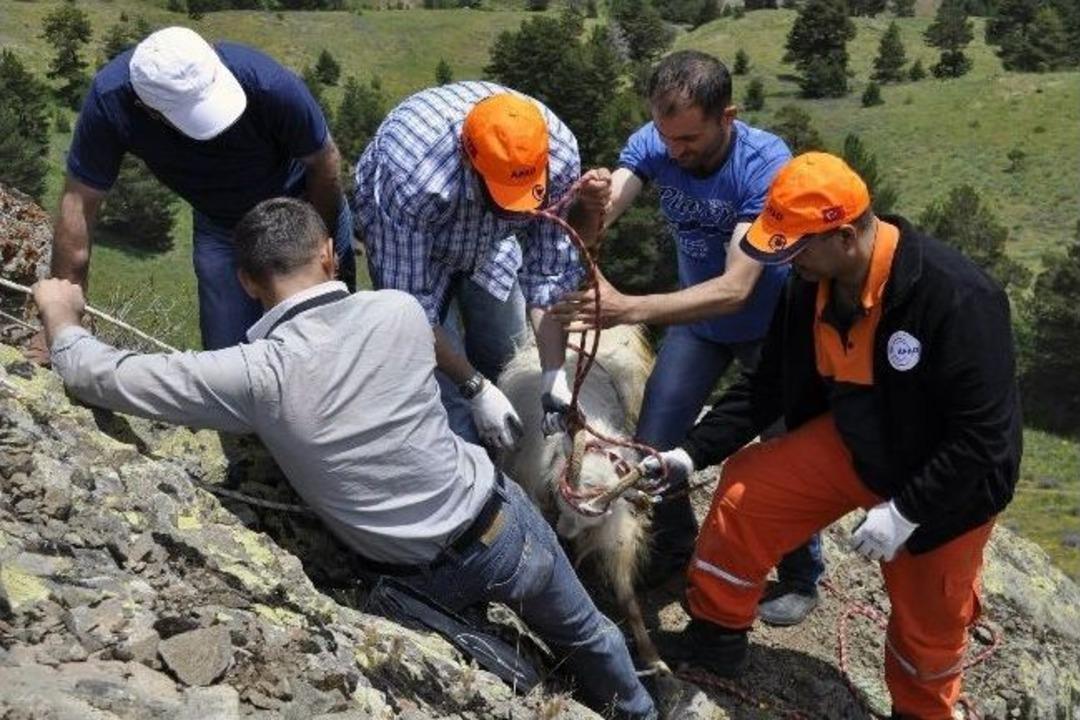 G&uuml;m&uuml;şhane&rsquo;de Ke&ccedil;i Kurtarma Operasyonu