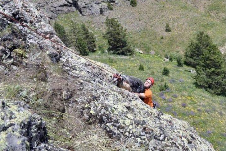 Gümüşhane’de Keçi Kurtarma Operasyonu G1