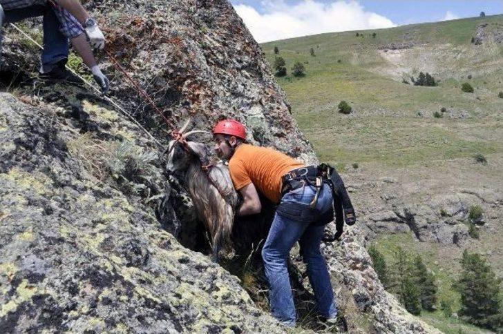 Gümüşhane’de Keçi Kurtarma Operasyonu G2
