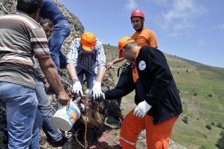 Gümüşhane’de Keçi Kurtarma Operasyonu G4